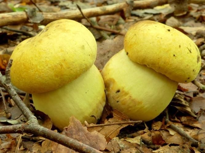 Wie Kleine Gelbe Pfel Seltener Pilz In Der Seenplatte Gefunden