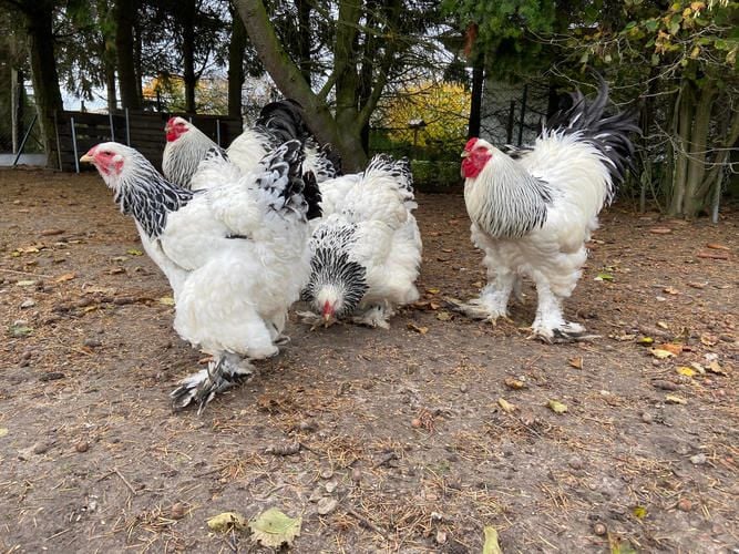 Ausbruch der Geflügelpest Züchter in Sorge