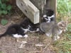 Katzen-Kastration in Neubrandenburg: Aktion gegen Tierleiden
