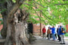 Sommerlinde an der Marienkirche in frischem Grün