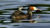 Ornithologen sehen mit Sorge den Rückgang der Wasservögel