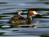 Ornithologen sehen mit Sorge den Rückgang der Wasservögel