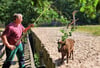 Wisentwärter Hartmut Völkel kümmert sich um ein junges Wisent in einem Schaugatter.