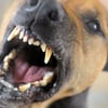 Hund beißt 85-Jährige in Neubrandenburg: Halter haut ab