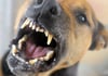 Hundeangriff in Neubrandenburg am Klinikum: Laut Polizei konnte der Hund nur als mittelgroß und braun beschrieben werden.