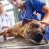 Tierische Blutspender gesucht – so werden Hund und Katze zu Lebensrettern