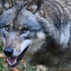 Experte fordert Tötung nicht-scheuer Wölfe