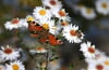 Ein Pfauenauge sammelt auf einer Astern-Blüte neben anderen Insekten Blütenstaub. 