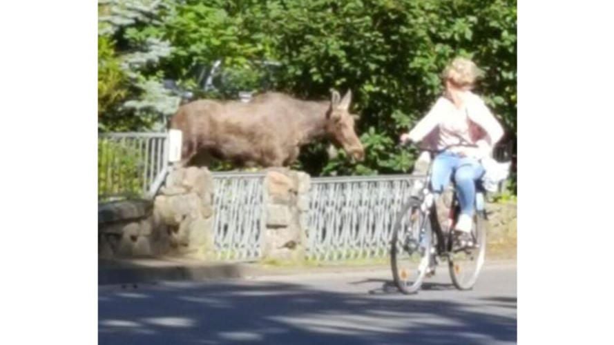 Usedomer Elch erkundet