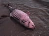 Es ist unklar, woran dieser Schweinswal vor der Insel Poel gestorben ist.
