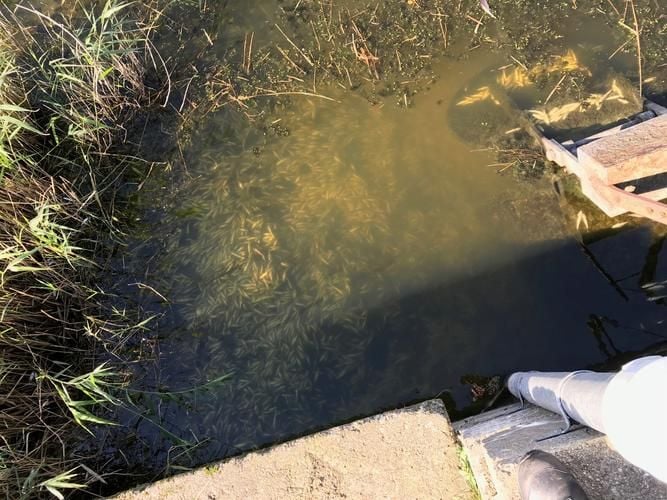 Massives Fischsterben Auf Der Insel Usedom