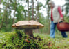 Pilze-Sammler überlebt Nacht im Wald bei Ueckermünde