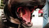 Freilaufende Kampfhunde in Neubrandenburg – „Die Leute haben Angst“