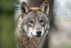 Das Ministerium geht davon aus, dass sich die Wölfe weiter ausbreiten und bestehende Lücken in der Besiedlung von Rudeln gefüllt werden. Foto: Bernd Thissen