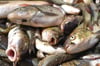 In einem Angelteich in Wilhelmsburg starben um den Herrentag herum zahlreiche Fische (Symbolbild).