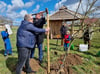 Fachmännisch wird der junge Baum aus der Baumschule Klein Zetelvitz eingesetzt und mit einem Stützpfahl versehen. Der Pommersche Schneeapfel ist der Apfel des Jahres 2022 des Pomologen Vereins MV.