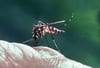 Ob Plage oder nicht: Mückenstiche sind für viele Menschen ein Ärgernis.