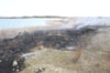 Um die tausend Quadratmeter Ödland am Westufer des Zarrenthiner Kiessees gingen gestern Nachmittag in Flammen auf und blieben als schwarze Fläche zurück. Das Löschen übernahm die Jarmener Feuerwehr.