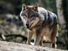 Derzeit wird davon ausgegangen, dass es rund 200 Wölfe in Brandenburg gibt.
