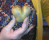 Diese Kartoffel in Herzform steht als Symbol für den „Templiner Brotkorb“.