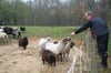 Andreas Jeschke hat eine ganze Schafherde zu versorgen. Er befürchtet: Wenn er nicht füttert, tut es niemand.