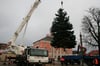 Nachdem der Orkan "Xaver" den Weihnachtsbaum in Templin gefällt hat, ist nun eine neue Tanne aufgebaut worden.