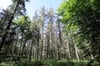 Selbst in Schutzgebieten in Mecklenburg-Vorpommern regiert der wirtschaftliche Druck beim Umgang mit den Wäldern, kritisieren Umweltschützer.
