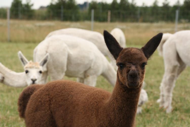 Flauschige Ferien auf der Alpakafarm in Rubkow