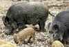 Die Das Schweinepestvirus breitet sich unter den Tieren über Tröpfcheninfektion aus.