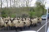 Schafe blockieren die B 104. 
