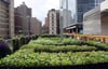 Nicht nur in den Problemvierteln wird gegärtnert, in New York angebautes Obst und Gemüse zu essen gilt als schick. Das Restaurants „Riverpark“ in Manhattan hat seinen eigenen Garten.