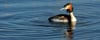 Ein Haubentaucher auf dem Wasser. Diese Vogelart und viele andere haben es sich am südlichen Zipfel der Müritz gemütlich gemacht. Nun fürchten Naturschützer, dass ihnen Wasserwanderer zu nahe kommen, weil die Tonnen nicht installiert wurden. 