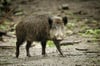 Wegen der drohenden Afrikanischen Schweinepest soll Schwarzwild verstärkt erlegt werden.