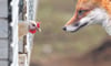 Ein Fuchs hat sein kurz zuvor erbeutetes Huhn bei einem Unfall gleich wieder verloren (Symbolbild).