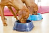 Mehrere Produkte für Hunde enthalten schädliche Stoffe, wie die Fressnapf-Gruppe nun mitteilte.