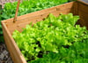 Junger Salat kann zum Frühlingsbeginn schon in ein Frühbeet, nicht aber direkt in den Gartenboden.