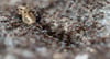 Derzeit herrscht in Mecklenburg-Vorpommern eine Ameisenplage. Kammerjäger können die Schwarzen Wegameisen giftfrei mit einem Pulver aus geriebenen Muscheln bekämpfen.
