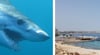 Ein Mako-Hai könnte für den Angriff in Hurghada am Roten Meer verantwortlich sein.