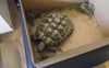 Die Schildkröte würde in Selow auf Höhe des alten Kindergartens gefunden.