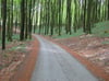 Der neue Radweg führt über zwölf Kilometer durch den als Weltnaturerbe anerkannten Buchenwald im Nationalpark Jasmund von Sassnitz zum Königsstuhl.