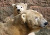 Das Eisbärbaby im Rostocker Zoo ist am 25.03.2015 erstmals im Gehege mit seiner Mutter Vilma unterwegs. Das dreieinhalb Monate alte Eisbär-Männchen wiegt inzwischen knapp 20 Kilogramm. Es soll am 31. März 2015 getauft werden.
