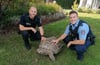 Erst mithilfe der Feuerwehr konnten die herbeigerufenen Polizisten die Riesenschildkröte letztlich sichern und abtransportieren.