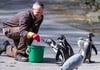 Tierpfleger Sebastian Rehse füttert die Humboldt-Pinguine vor der Anlage im Schweriner Zoo.