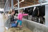 Die vierjährige Leni Bengelsdorf kannte Kühe bislang nur aus der Ferne. Beim Hoffest in Funkenhagen durfte das Mädchen an der Hand von Tante Jacqueline Voß die Tiere im neuen Stall sogar streicheln.