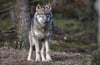 Der Wolf stammt aus einem dänischen Rudel, aus dem mehrere Jungtiere auch schon in Schleswig-Holstein nachgewiesen wurden. (Symbolfoto)