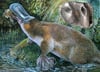 Das Rieselschnabeltier, das vor rund 15 bis 5 Millionen Jahren in Australien lebte, und die Skizze eines Zahns dieser Tierart.
