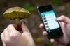 Experten warnen vor Apps zur Bestimmung von Pilzen
