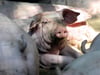 Schweine im Mastbereich stehen 0,75 Quadratmeter zu. Das ist Naturschützern zu wenig.