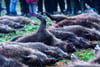 Hier sind vierzig Wildschweine nach einer Treibjagd als Strecke ausgelegt. Um die Afrikanische Schweinepest weiter einzudämmen, schießen die Jäger in Vorpommern zurzeit mehr Schwarzwild.