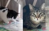 Das Katzenpärchen Mila und Percy (l.) sucht ein neues Zuhause. Zurzeit lebt es im Katzenparadies Neustrelitz. 